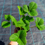 Jahoda ananásová - Pineberry (Fragaria × ananassa) ´SNOW WHITE´ - P9